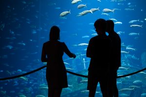 Blick ins Aquarium mit FÖJlerin Selma am Aquarium Offener Atlantik des OZEANEUMs (Foto: Sabine Ihl)