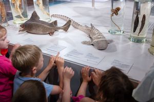 Minis im Museum Haie & Rochen im MEERESMUSEUM (Foto: Anke Neumeister / Deutsches Meeresmuseum) Minis im Museum Haie & Rochen im MEERESMUSEUM (Foto: Anke Neumeister / Deutsches Meeresmuseum)