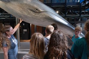 Ab ins blaue Meer! Öffentliche Führung im MEERESMUSEUM (Foto: Anke Neumeister / Deutsches Meeresmuseum) Ab ins blaue Meer! Öffentliche Führung im MEERESMUSEUM (Foto: Anke Neumeister / Deutsches Meeresmuseum)