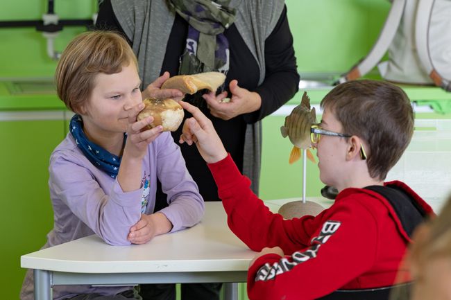 Lernende erkunden Präparate im Rahmen einer Schul-AG im OZEANEUM (Foto: Anke Neumeister/Deutsches Meeresmuseum) 